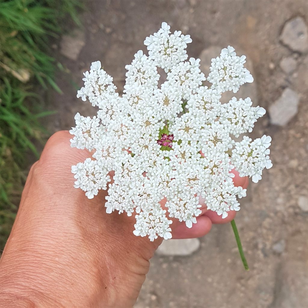 Wild carrot on a foraging course in Cornwall