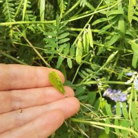 Seed pods of vetch on a foraging course in Cornwall