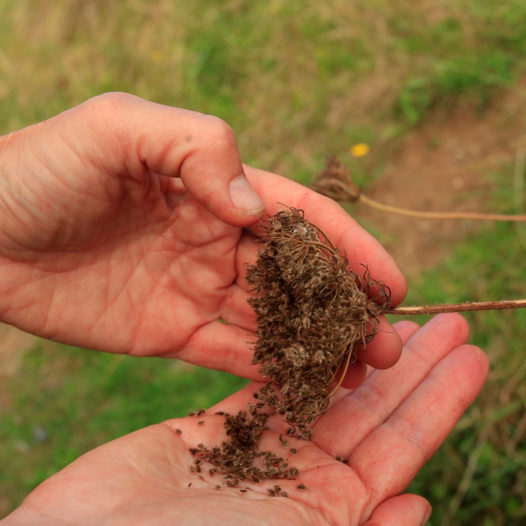 Foraging wild carrot seeds