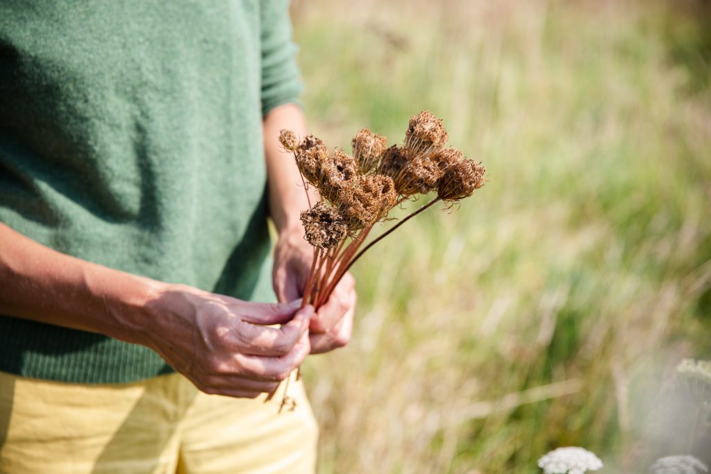 Foraging for wild carrot seeds in Cornwall