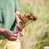 Foraging for wild carrot seeds in Cornwall