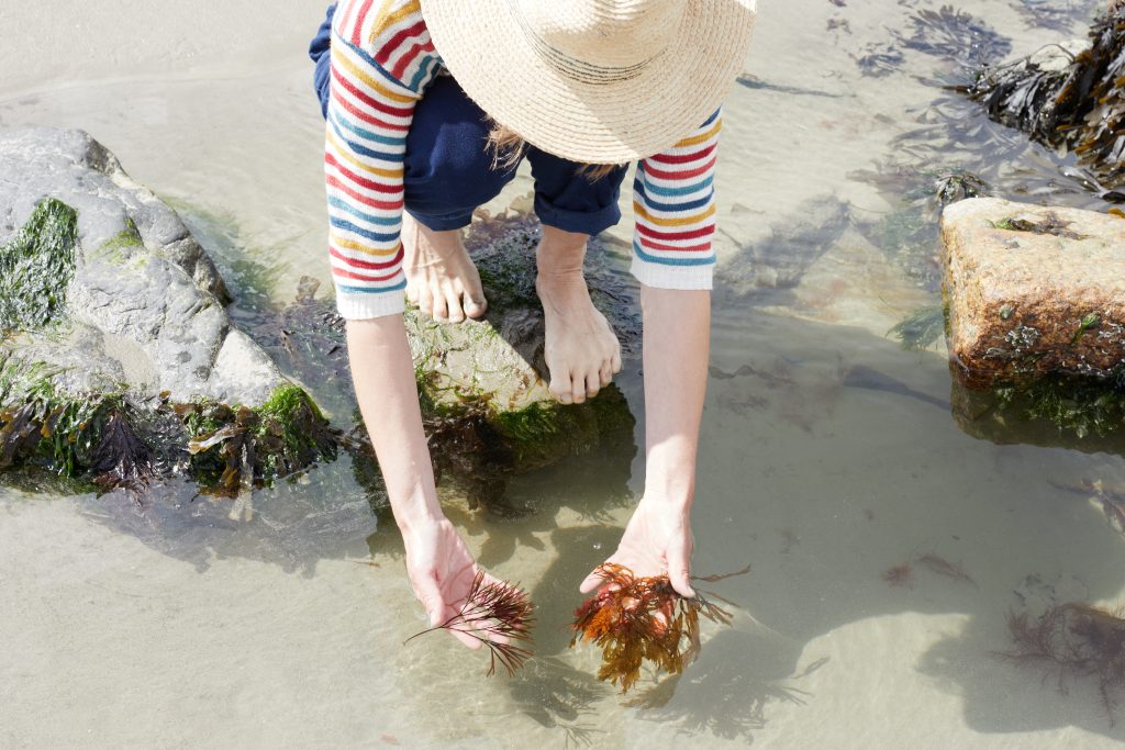Foraging colourful seaweeds on a foraging course in Cornwall