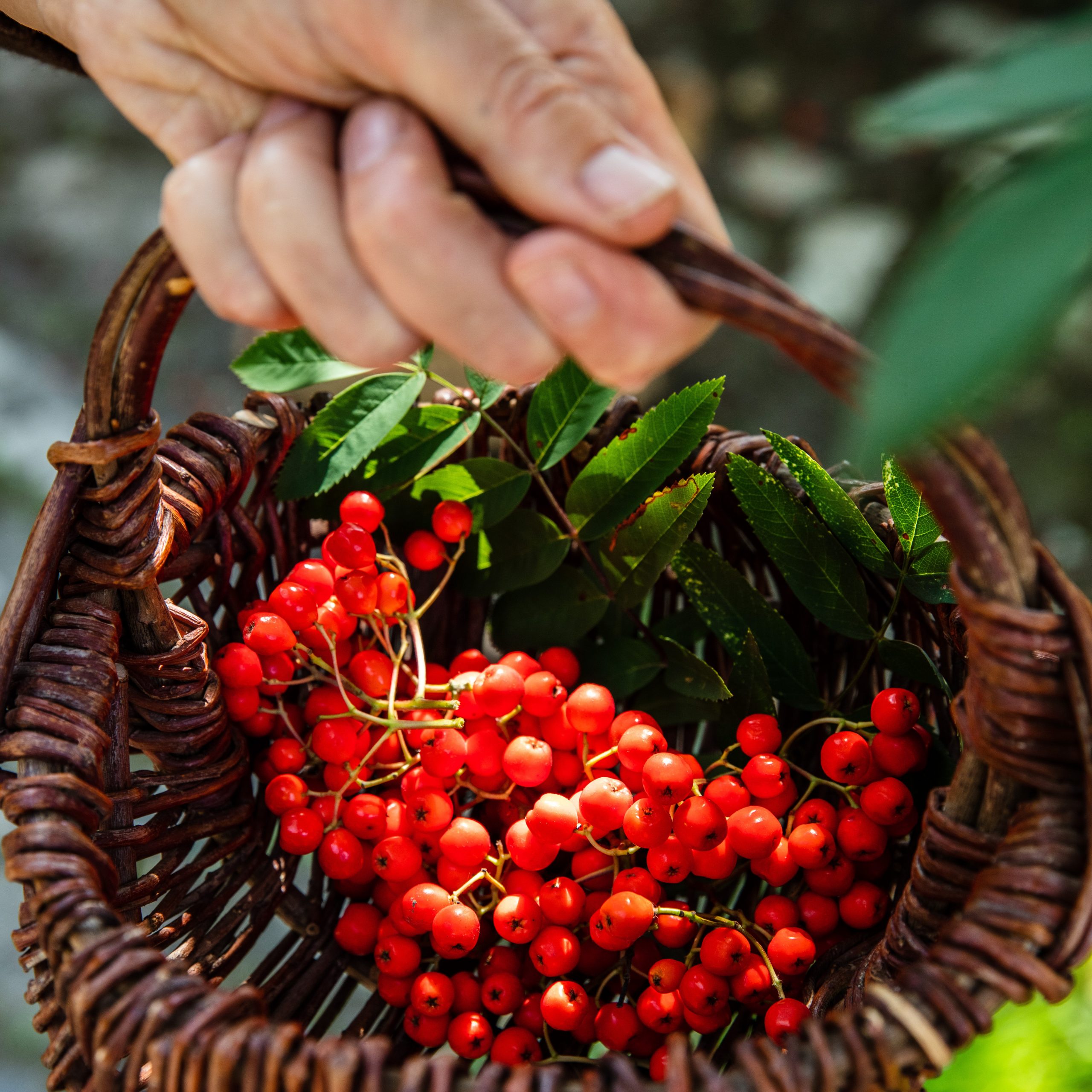 Basket of rowan berries on a foraging course in Cornwall