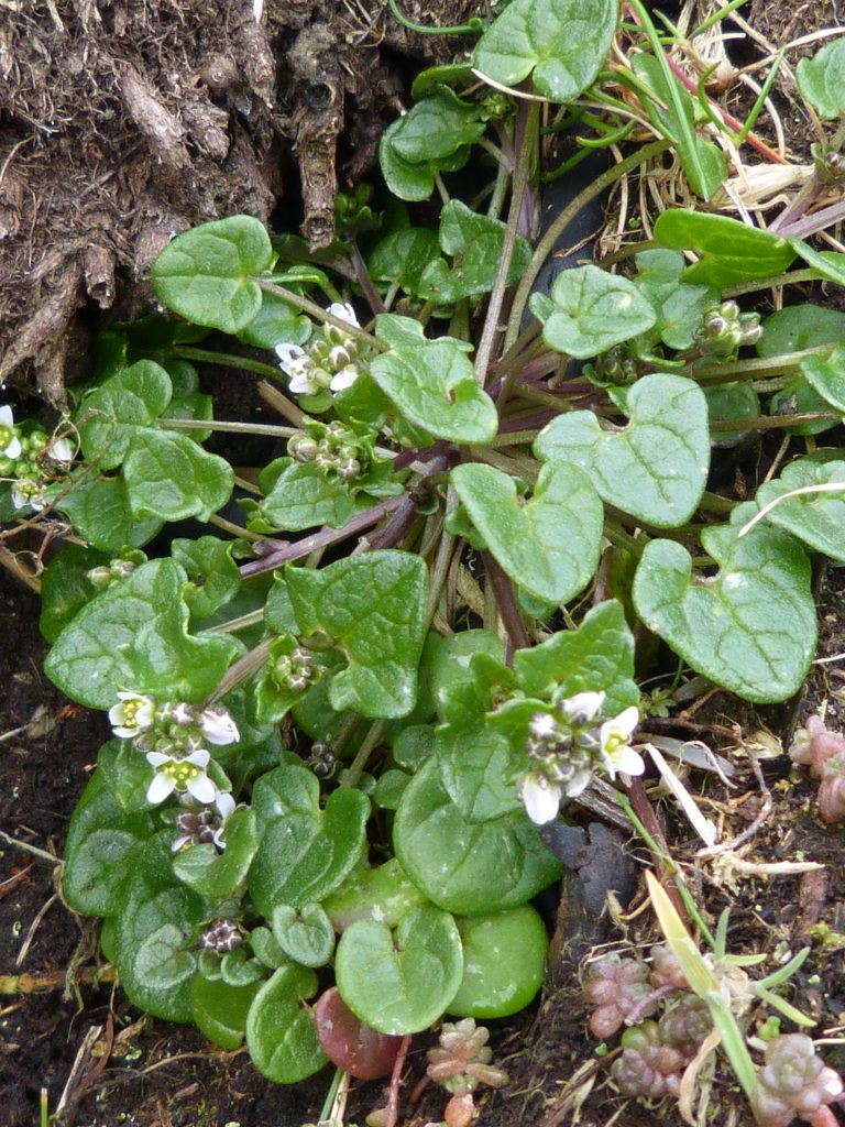 Scurvygrass growing by a coastal stone wall on a foraging walk