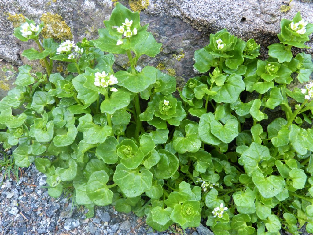 Scurvygrass on a foraging course