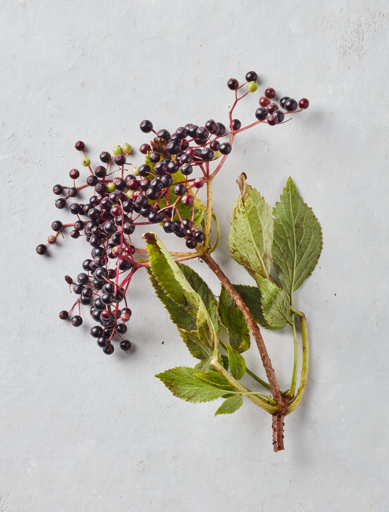Sprig of elderberries and leaves on a plain background
