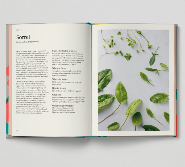 Wild sorrel page - common, wood and sheeps sorrel, how to identify, use and forage