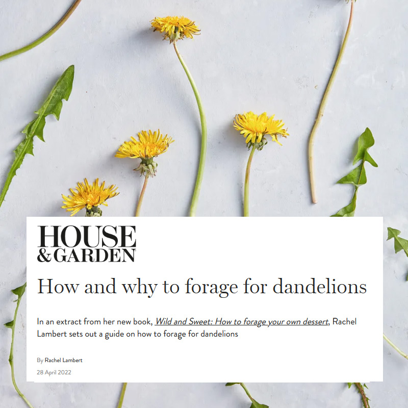 House and Garden article - How and why to forage for dandelions