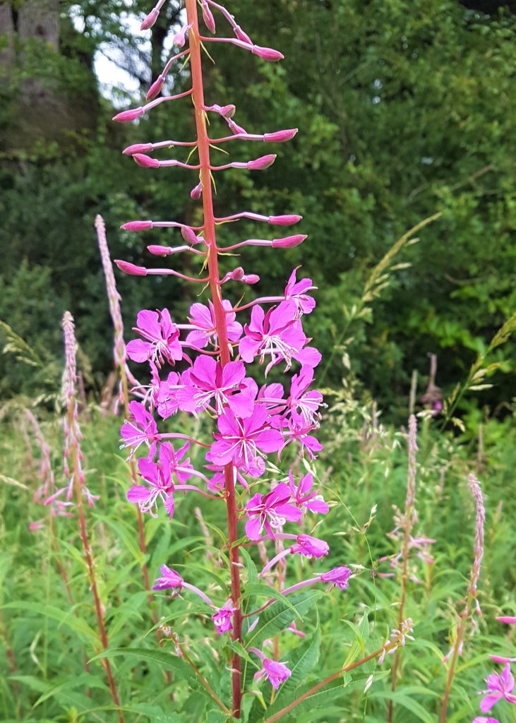 Flowering Rosebay Willowherb
