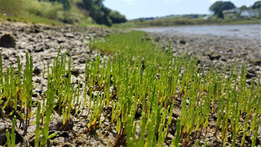 Wild growing marsh samphire on a foraging walk in Cornwall