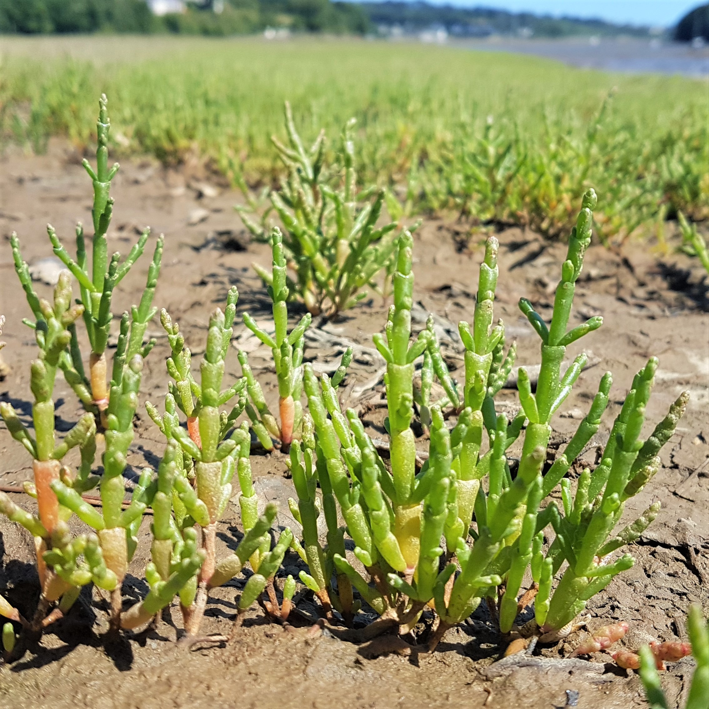 Close up of Glasswort
