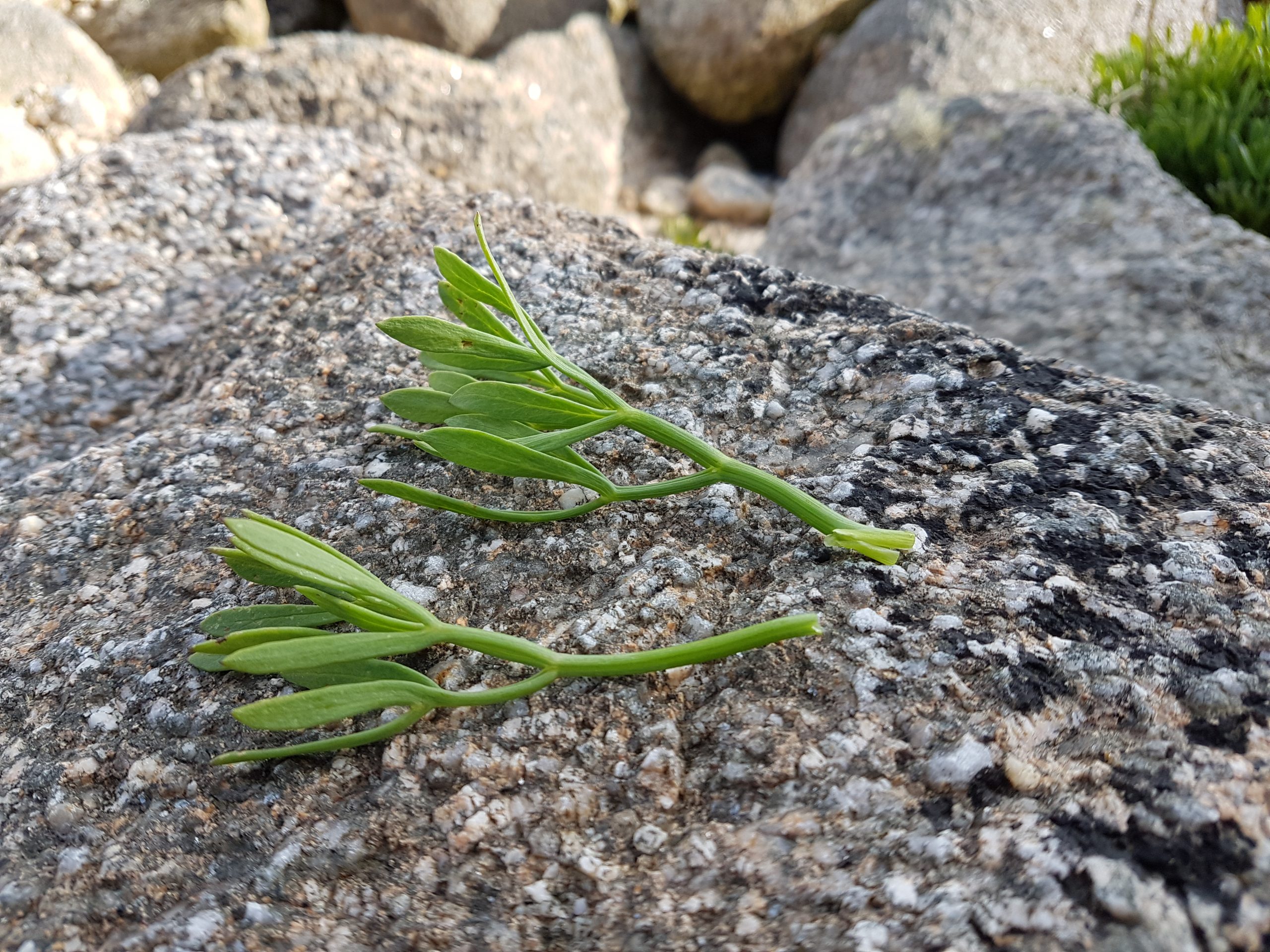 Rock samphire on a foraging course