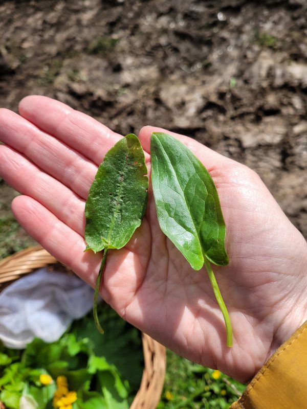 Leaves of common sorrel and arum lily in an open hand