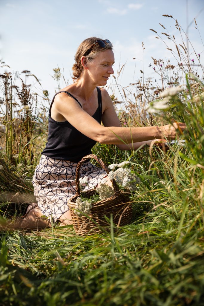 Foraging for yarrow flowers and leaves