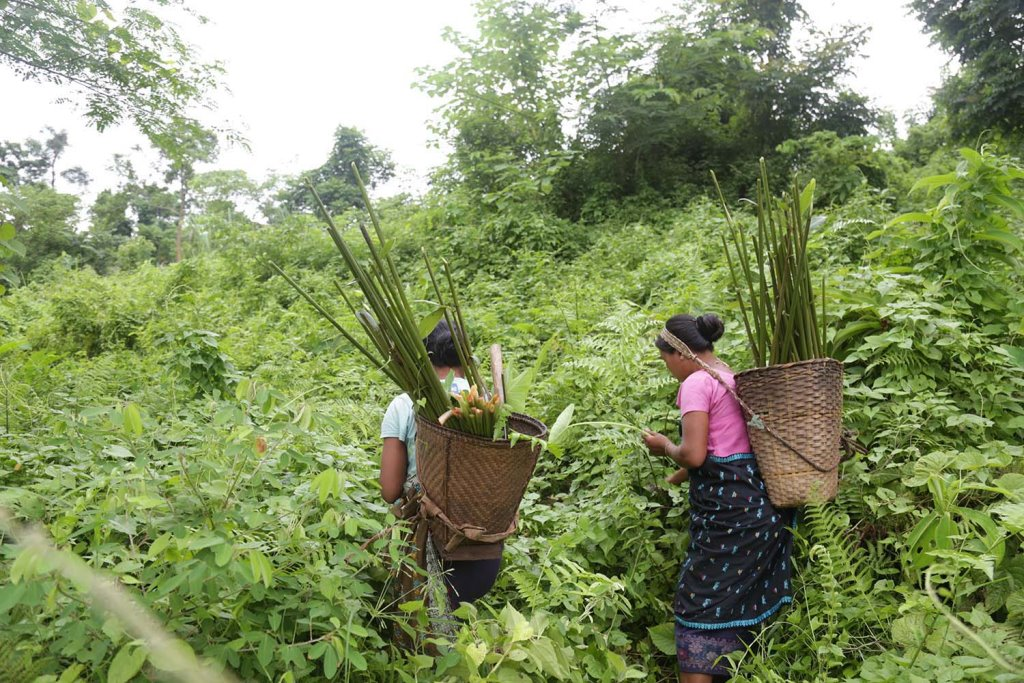 Indigenous Karbi women foraging for wild edible forest resources. Image: Aakash Doshi (Assam, 2016)