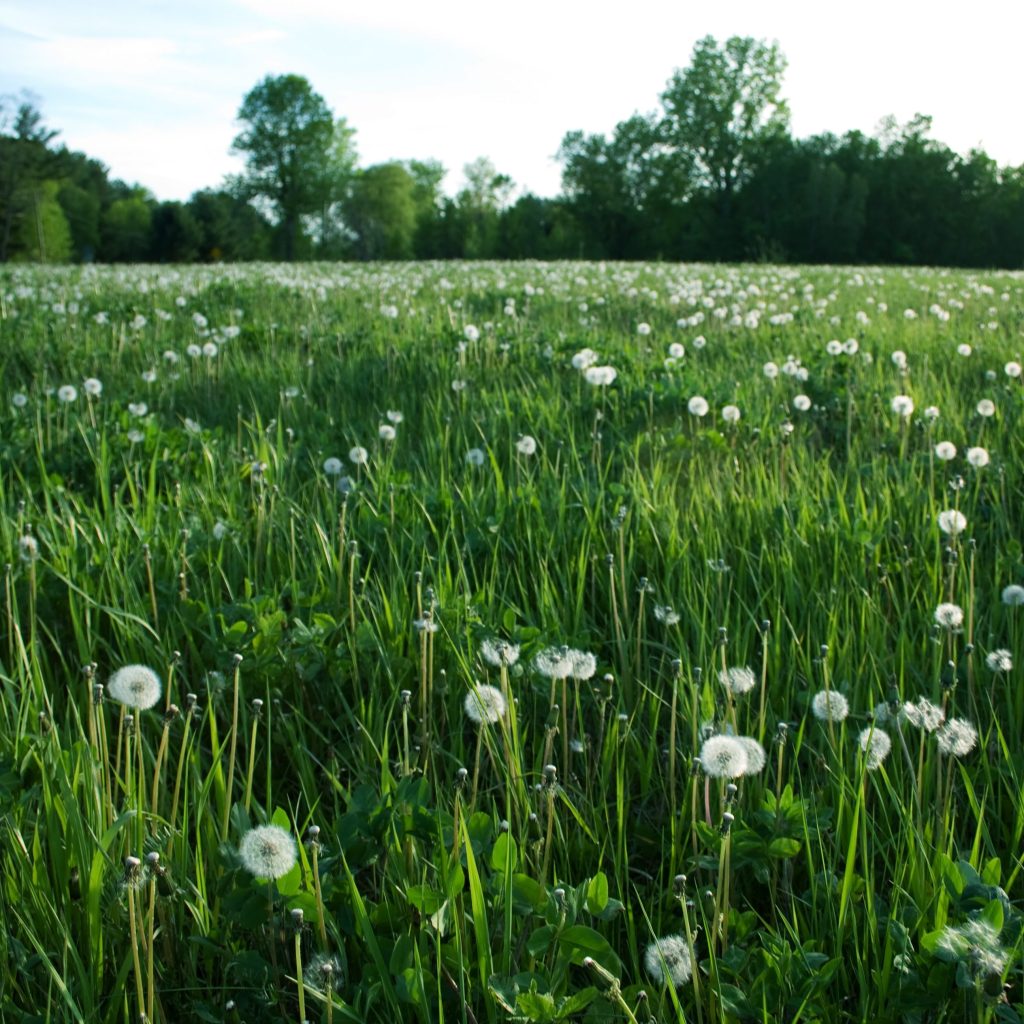 Dandelion field with their fluffy, seed-head clocks