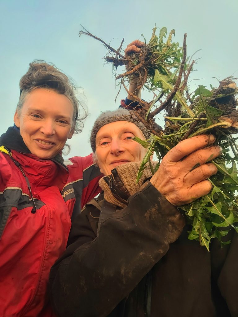 Rachel Lambert (forager) and Klaudia Van Gool (herbalist) holding up freshly dug up dandelion roots