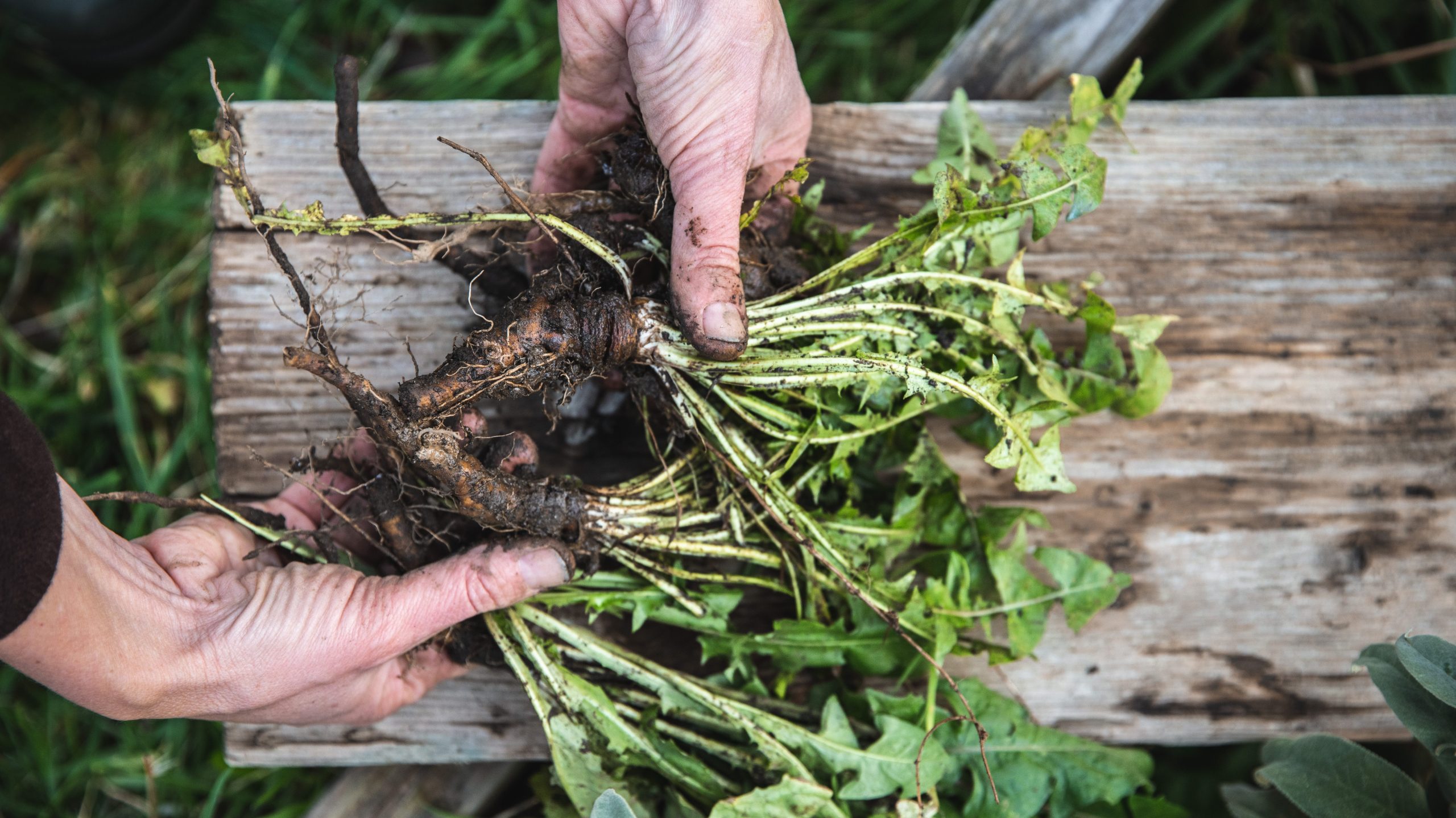Aerial roots of two hands around two dandelion roots on a rustic wooden bench