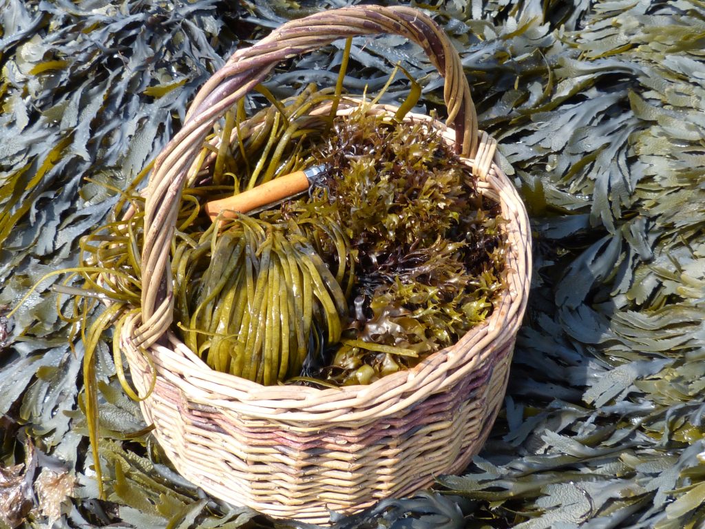 foraging edible seaweeds in Cornwall by hand