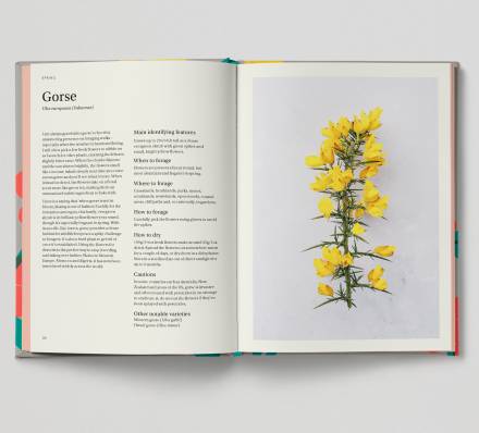 Gorse page (Ulex) - foraging info and photo
